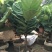 琴叶榕盆栽植物室内办公室绿植四季常青大叶植物花卉小盆栽小