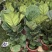 琴叶榕盆栽植物室内办公室绿植四季常青大叶植物花卉小盆栽小