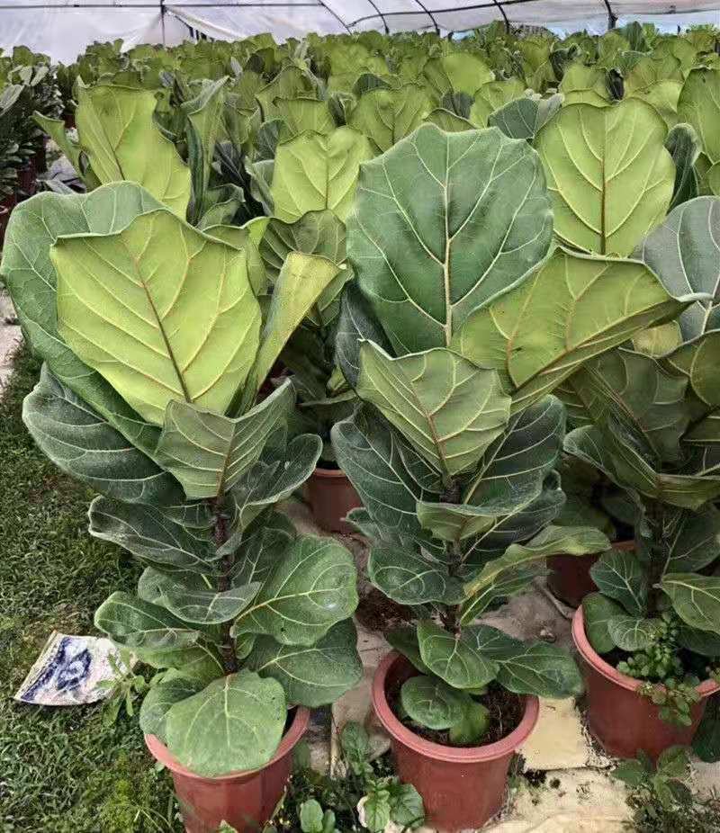 琴叶榕盆栽植物室内办公室绿植四季常青大叶植物花卉小盆栽小