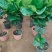 琴叶榕盆栽植物室内办公室绿植四季常青大叶植物花卉小盆栽小