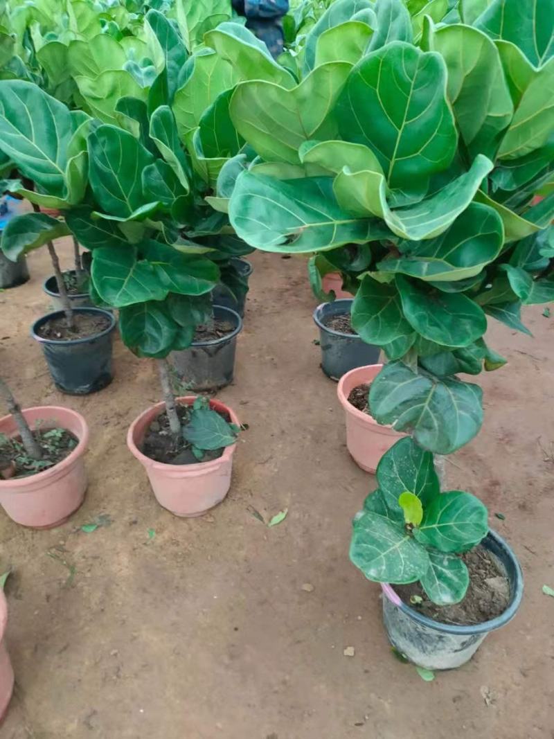 琴叶榕盆栽植物室内办公室绿植四季常青大叶植物花卉小盆栽小