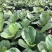 琴叶榕盆栽植物室内办公室绿植四季常青大叶植物花卉小盆栽小