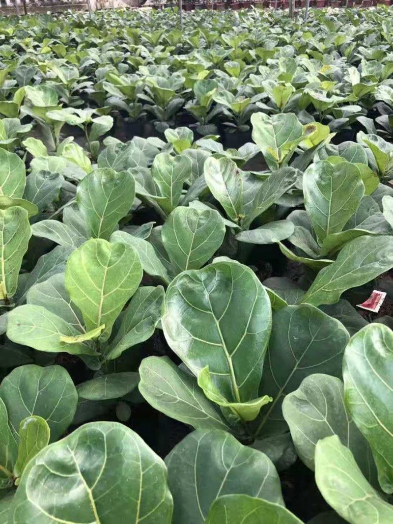 琴叶榕盆栽植物室内办公室绿植四季常青大叶植物花卉小盆栽小