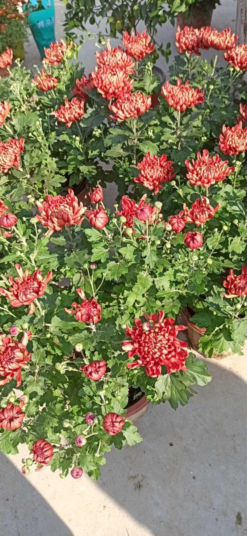 白荷菊花红莲千头菊乒乓菊国庆菊黄菊花等等观赏菊花卉盆景