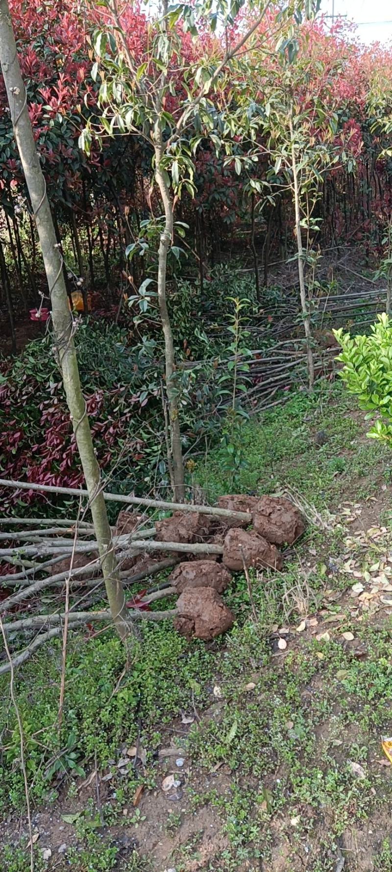 河南桐柏地区红叶石楠3公分10块，2公分7块，4公分22