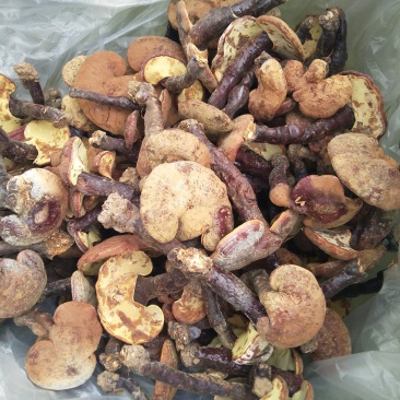 灵芝带粉赤芝仿野生种植物理治虫单腿单帽