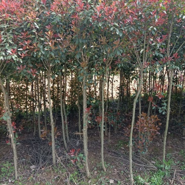 河南桐柏地区红叶石楠3公分10块，2公分7块，4公分22