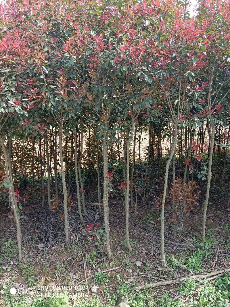 河南桐柏地区红叶石楠3公分10块，2公分7块，4公分22