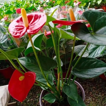 四季开花红掌红掌盆栽粉掌盆栽玫瑰花苗花卉室内盆栽水培白掌