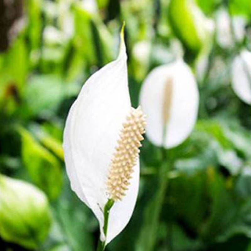 四季开花红掌红掌盆栽粉掌盆栽玫瑰花苗花卉室内盆栽水培白掌