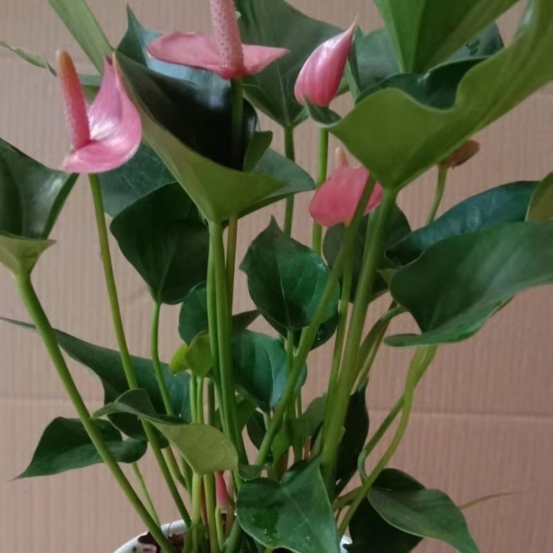 四季开花红掌红掌盆栽粉掌盆栽玫瑰花苗花卉室内盆栽水培白掌