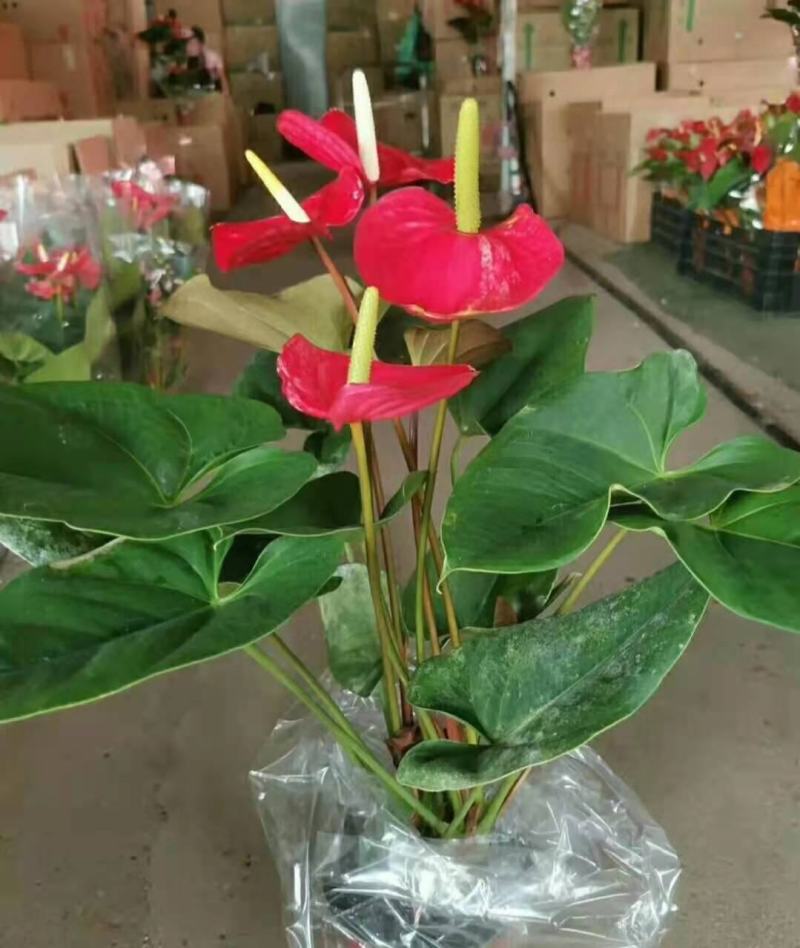 四季开花红掌红掌盆栽粉掌盆栽玫瑰花苗花卉室内盆栽水培白掌