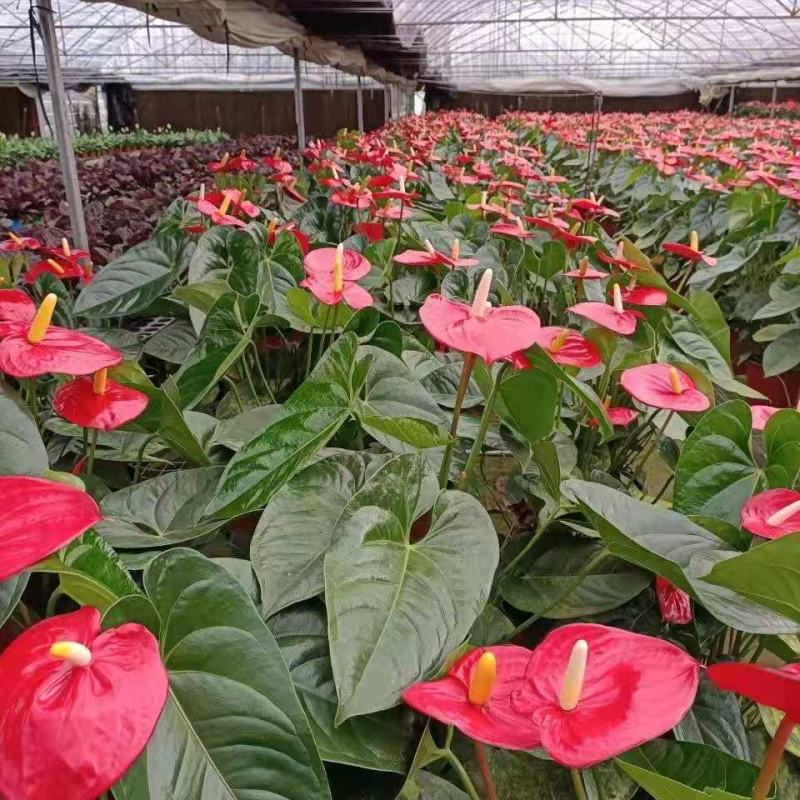四季开花红掌红掌盆栽粉掌盆栽玫瑰花苗花卉室内盆栽水培白掌