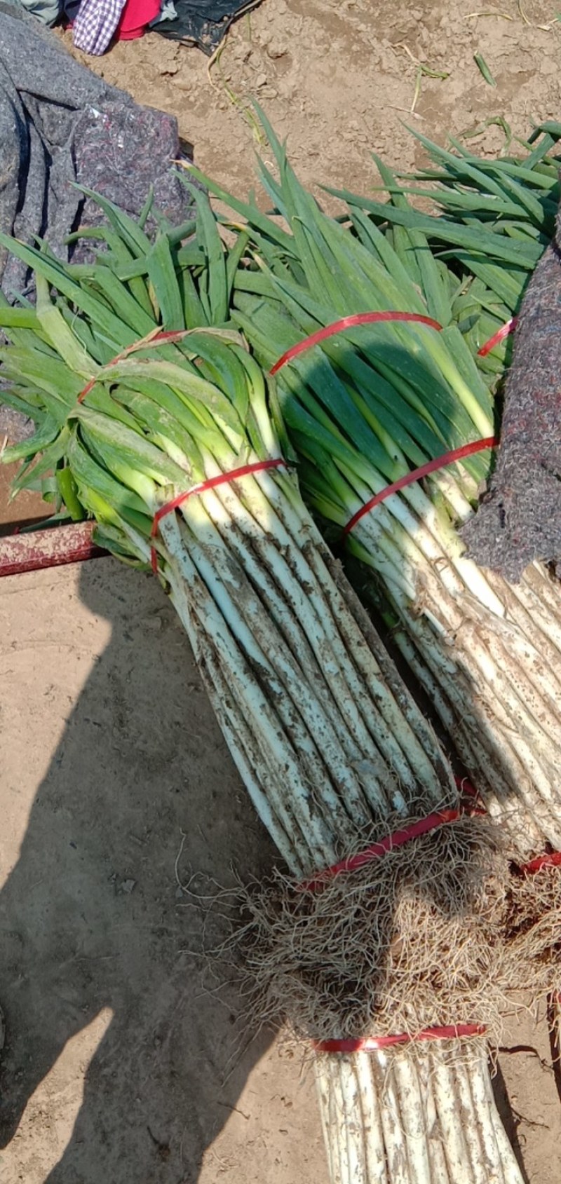 开封晚抽大葱，量大，价优，大小分拣。
