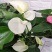 四季开花红掌红掌盆栽粉掌盆栽玫瑰花苗花卉室内盆栽水培白掌