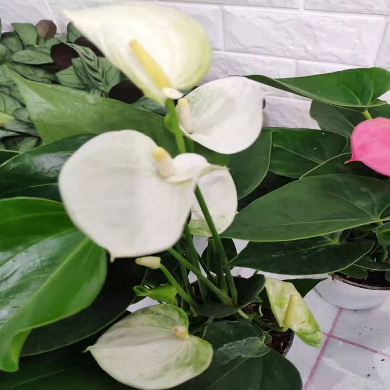 四季开花红掌红掌盆栽粉掌盆栽玫瑰花苗花卉室内盆栽水培白掌