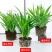 金边吊兰金心吊篮盆栽绿植植物花卉净化空气吸甲醛批发办公室