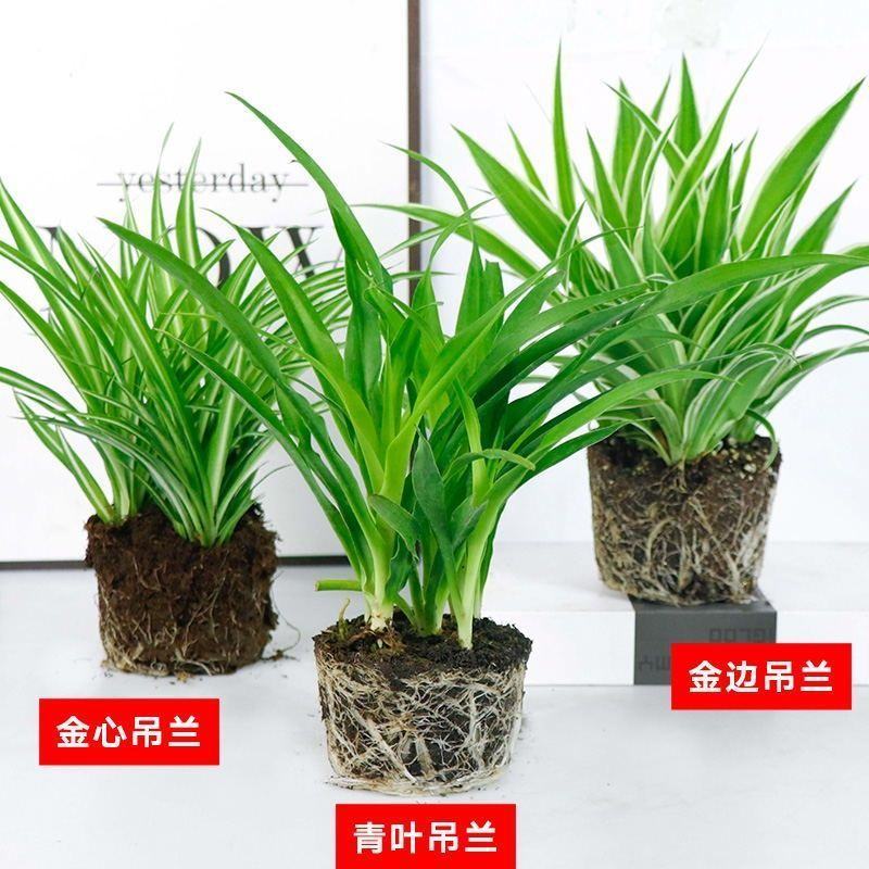 金边吊兰金心吊篮盆栽绿植植物花卉净化空气吸甲醛批发办公室