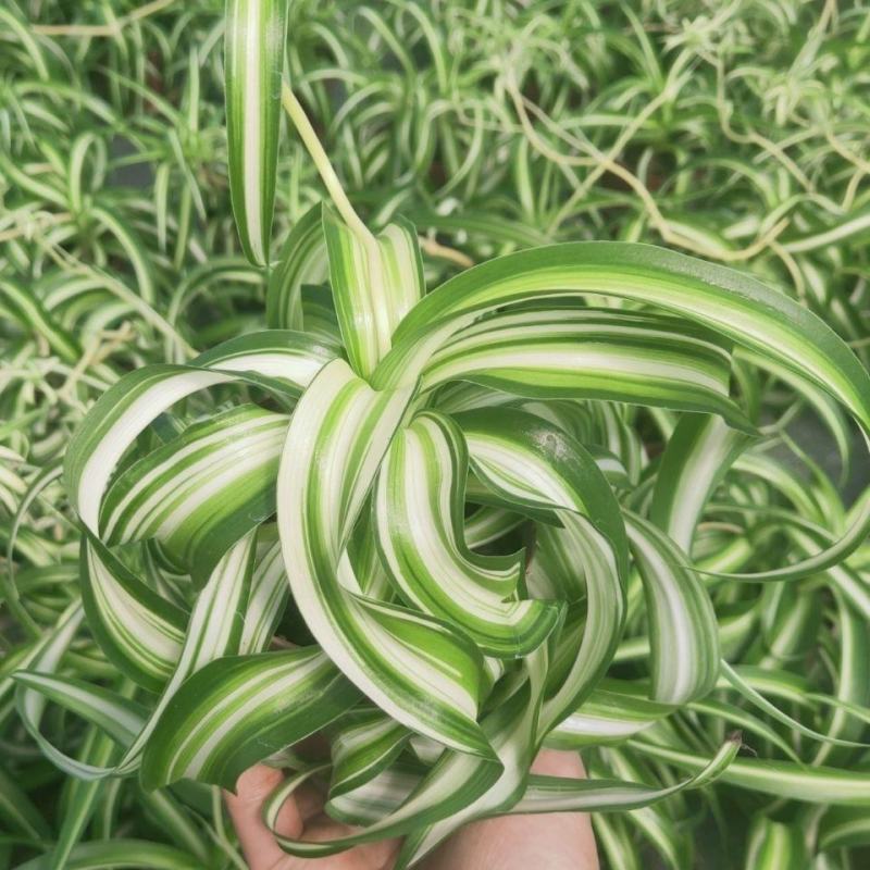 金边吊兰金心吊篮盆栽绿植植物花卉净化空气吸甲醛批发办公室