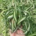 金边吊兰金心吊篮盆栽绿植植物花卉净化空气吸甲醛批发办公室