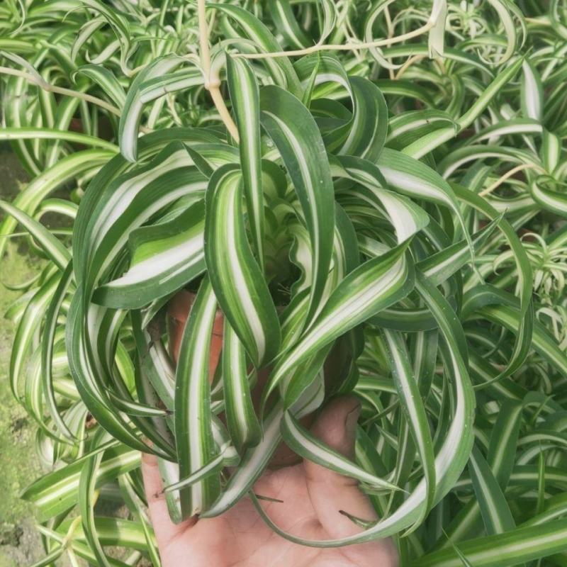 金边吊兰金心吊篮盆栽绿植植物花卉净化空气吸甲醛批发办公室