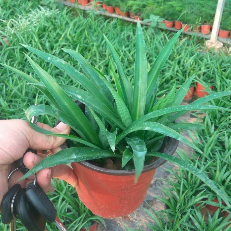 金边吊兰金心吊篮盆栽绿植植物花卉净化空气吸甲醛批发办公室