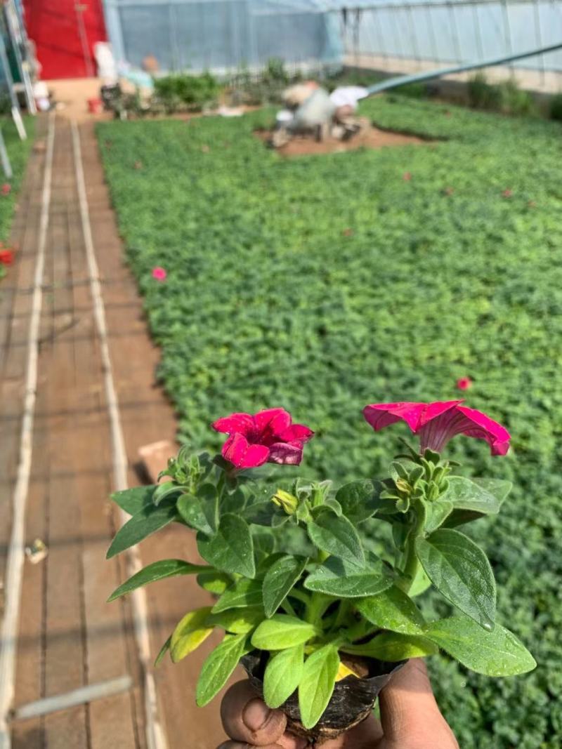 多色玫红矮牵牛自家苗圃便宜出售蓝色牵牛大小杯