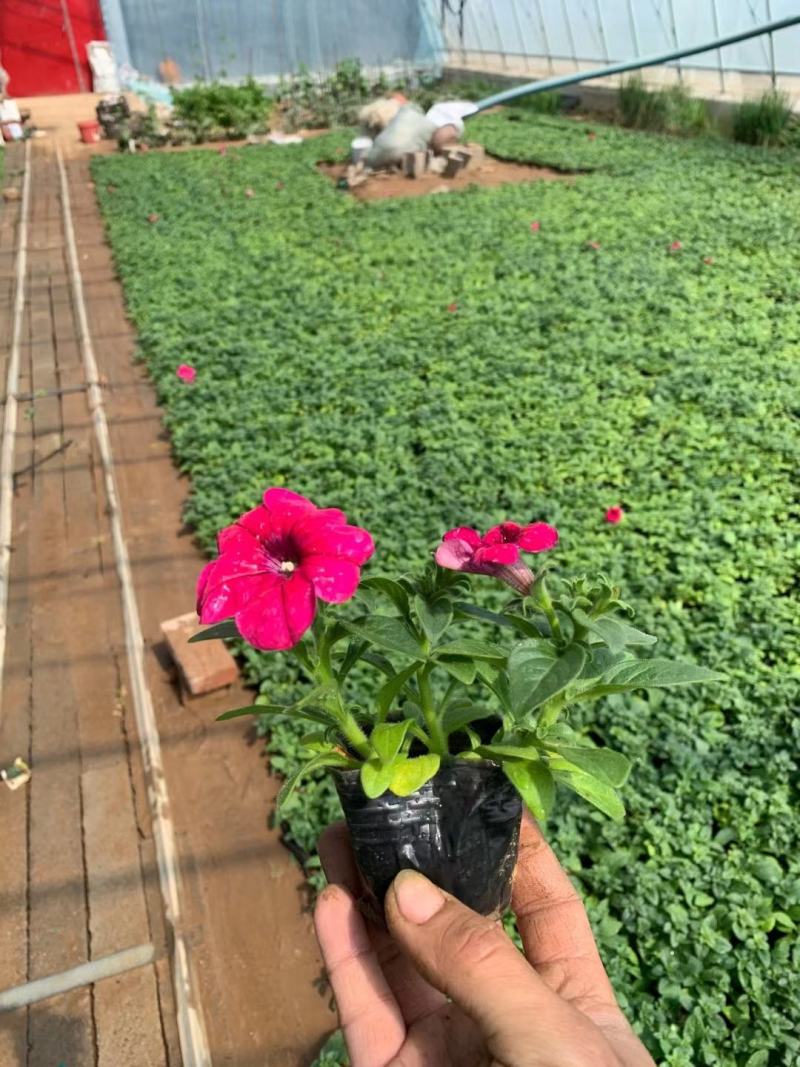 多色玫红矮牵牛自家苗圃便宜出售蓝色牵牛大小杯