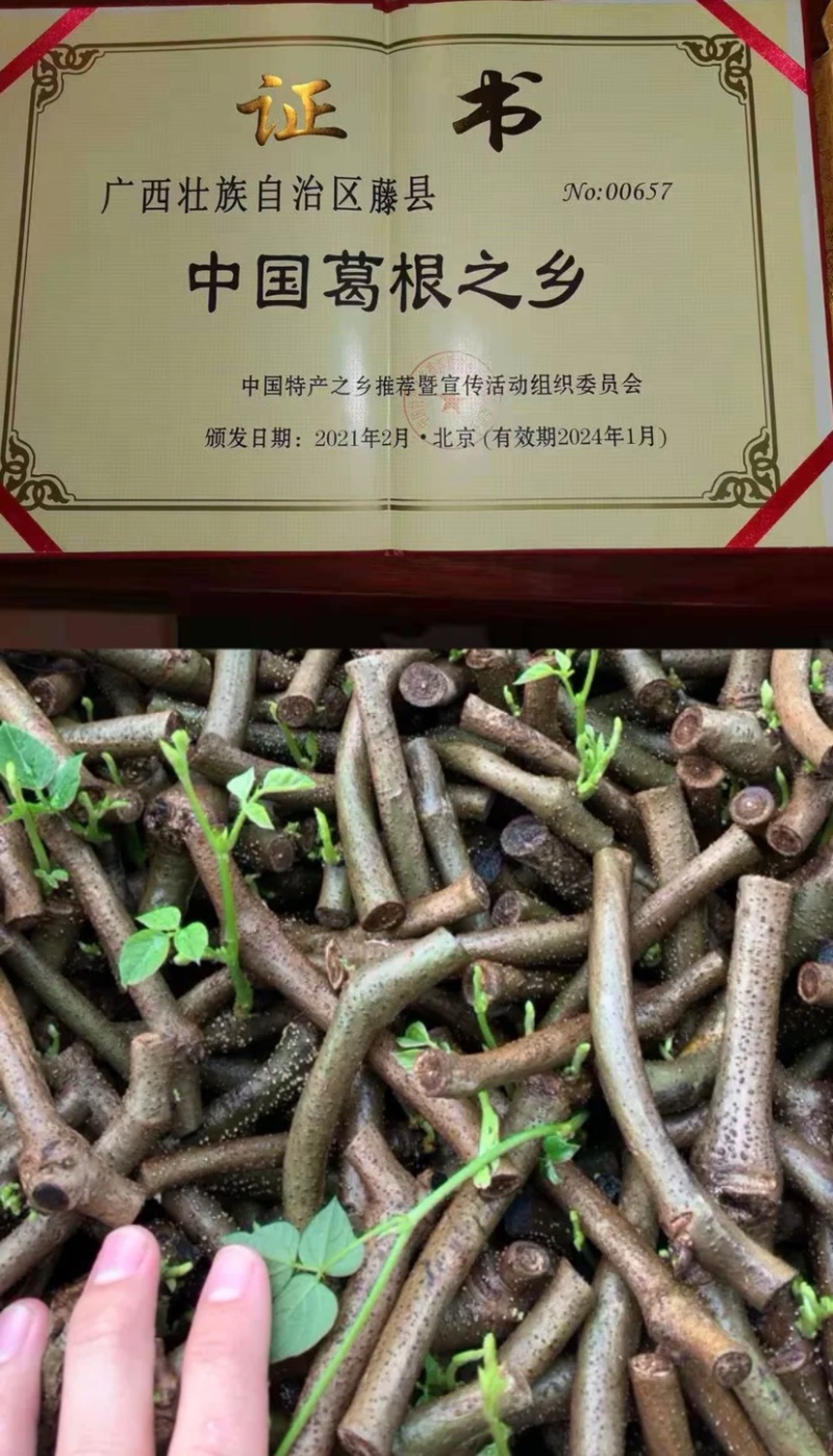 无渣粉葛苗藤县和平镇粉葛之乡粉葛种苗