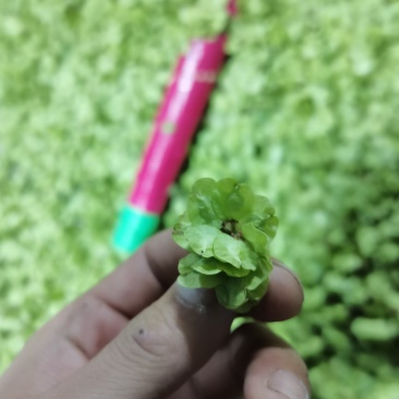 21年新鲜榆钱一直到5月1号结束