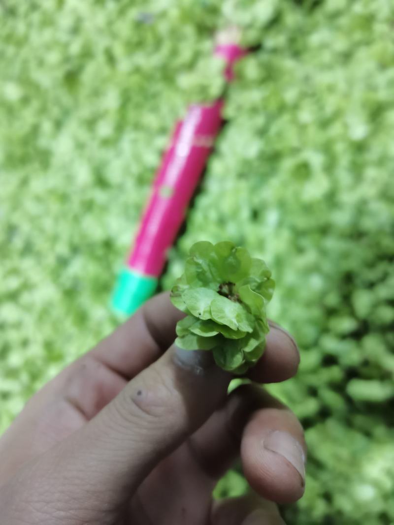 21年新鲜榆钱一直到5月1号结束
