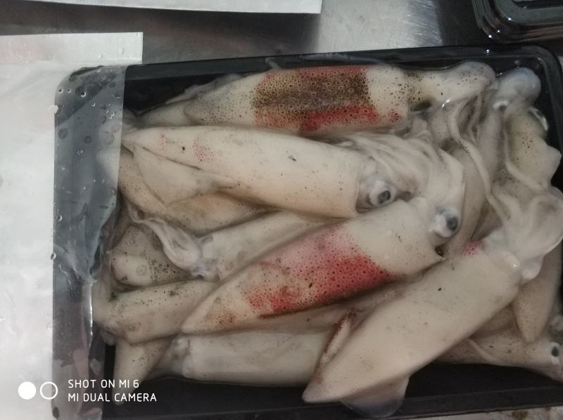 北部湾鱿鱼，每日新鲜捕捞，有3-5公分，5-8公分规格