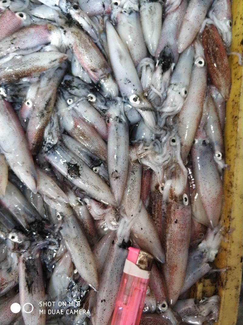 北部湾鱿鱼，每日新鲜捕捞，有3-5公分，5-8公分规格