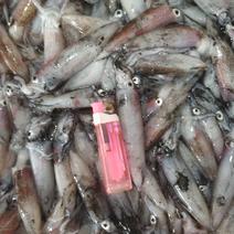 北部湾鱿鱼，每日新鲜捕捞，有3-5公分，5-8公分规格