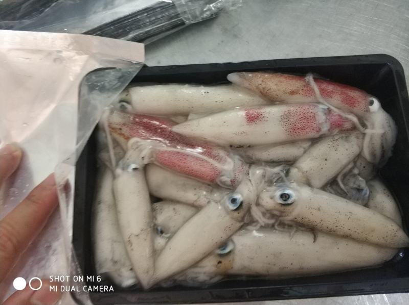 北部湾鱿鱼，每日新鲜捕捞，有3-5公分，5-8公分规格