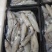 北部湾鱿鱼，每日新鲜捕捞，有3-5公分，5-8公分规格