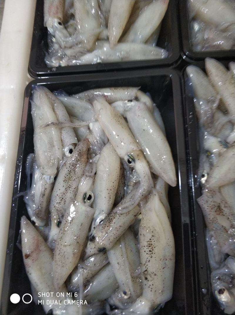北部湾鱿鱼，每日新鲜捕捞，有3-5公分，5-8公分规格
