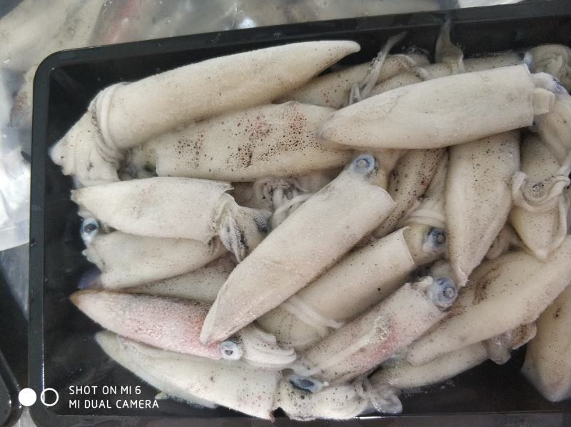 北部湾鱿鱼，每日新鲜捕捞，有3-5公分，5-8公分规格
