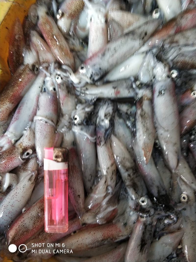 北部湾鱿鱼，每日新鲜捕捞，有3-5公分，5-8公分规格
