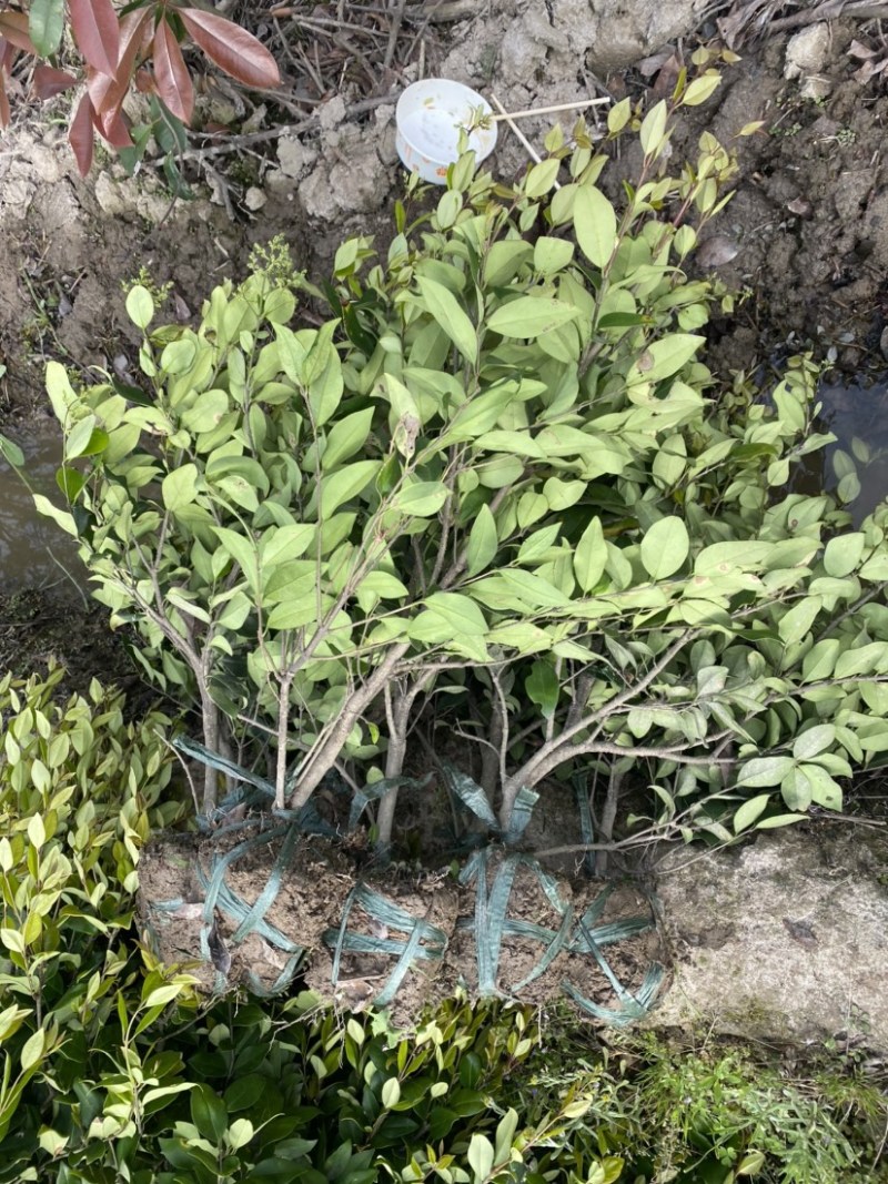 金森女贞小苗色块毛球精球等，规格齐全基地直销