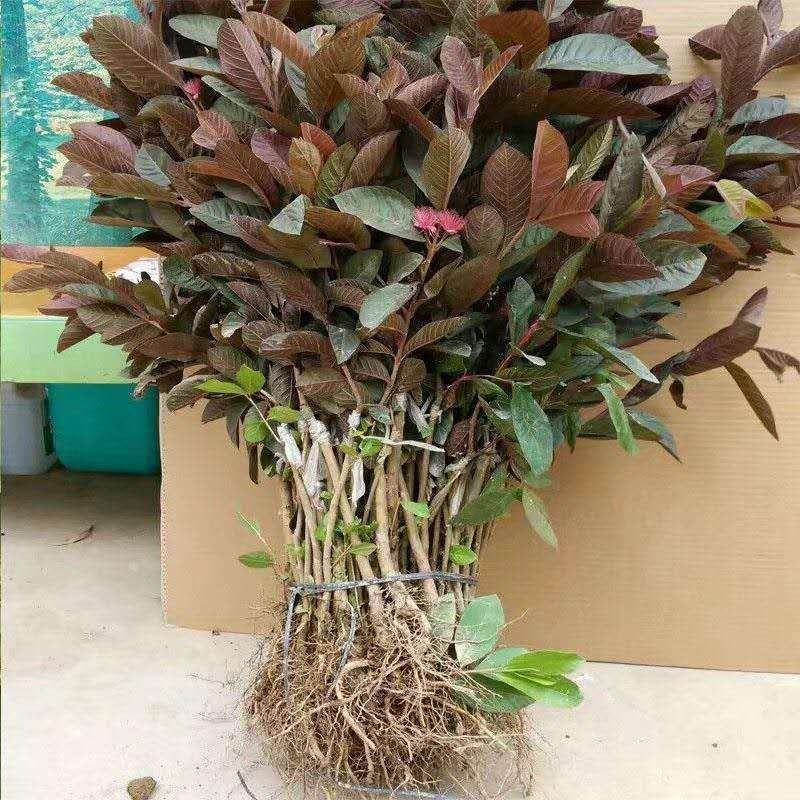 热卖正宗胭脂红苗番石榴树苗紫色番石榴苗