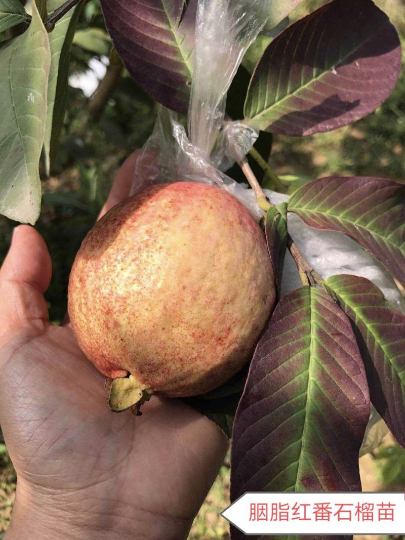 热卖正宗胭脂红苗番石榴树苗紫色番石榴苗