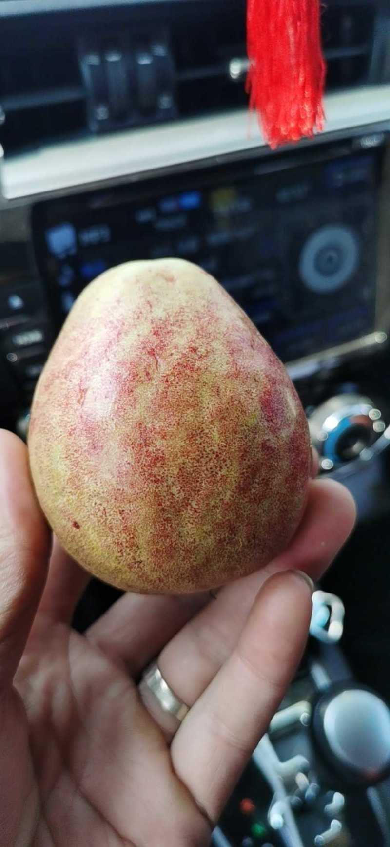 热卖正宗胭脂红苗番石榴树苗紫色番石榴苗