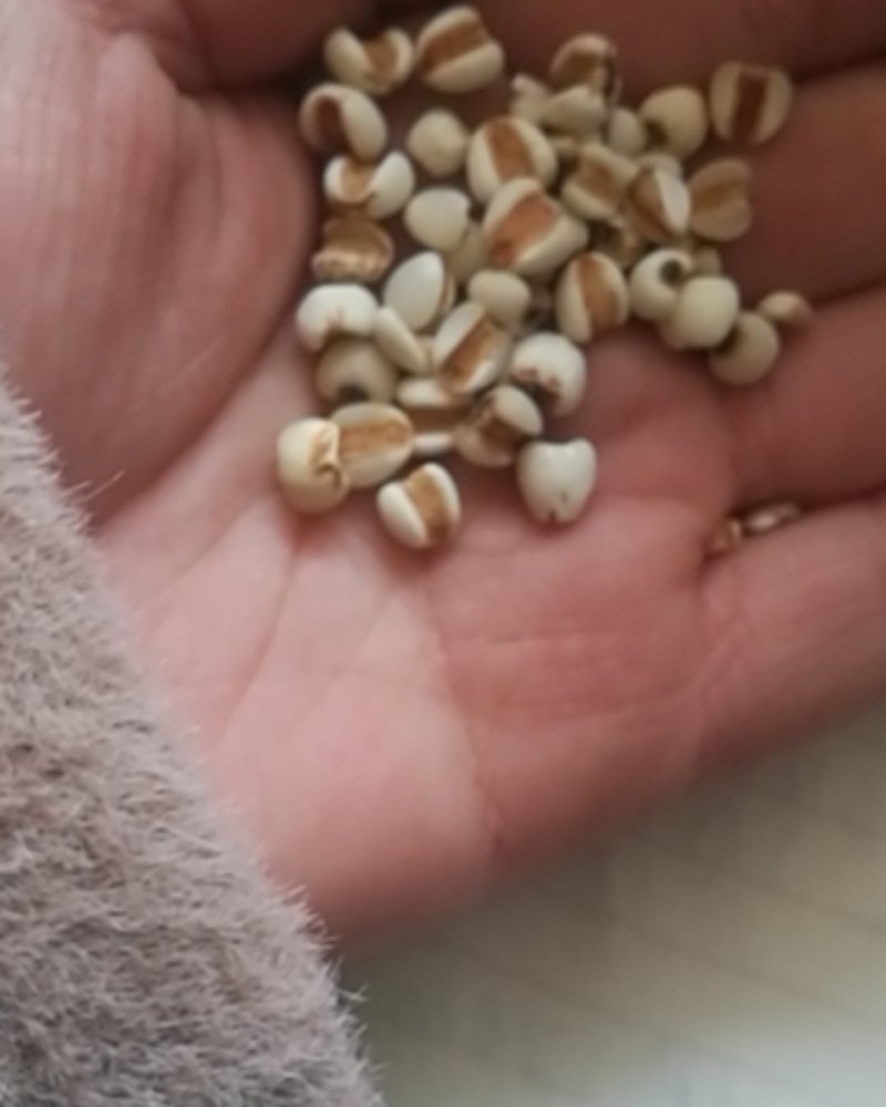 厂家直锁大薏米，优质大薏米无碎米厂家直销