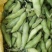 四川本地大白胡豆大量上市