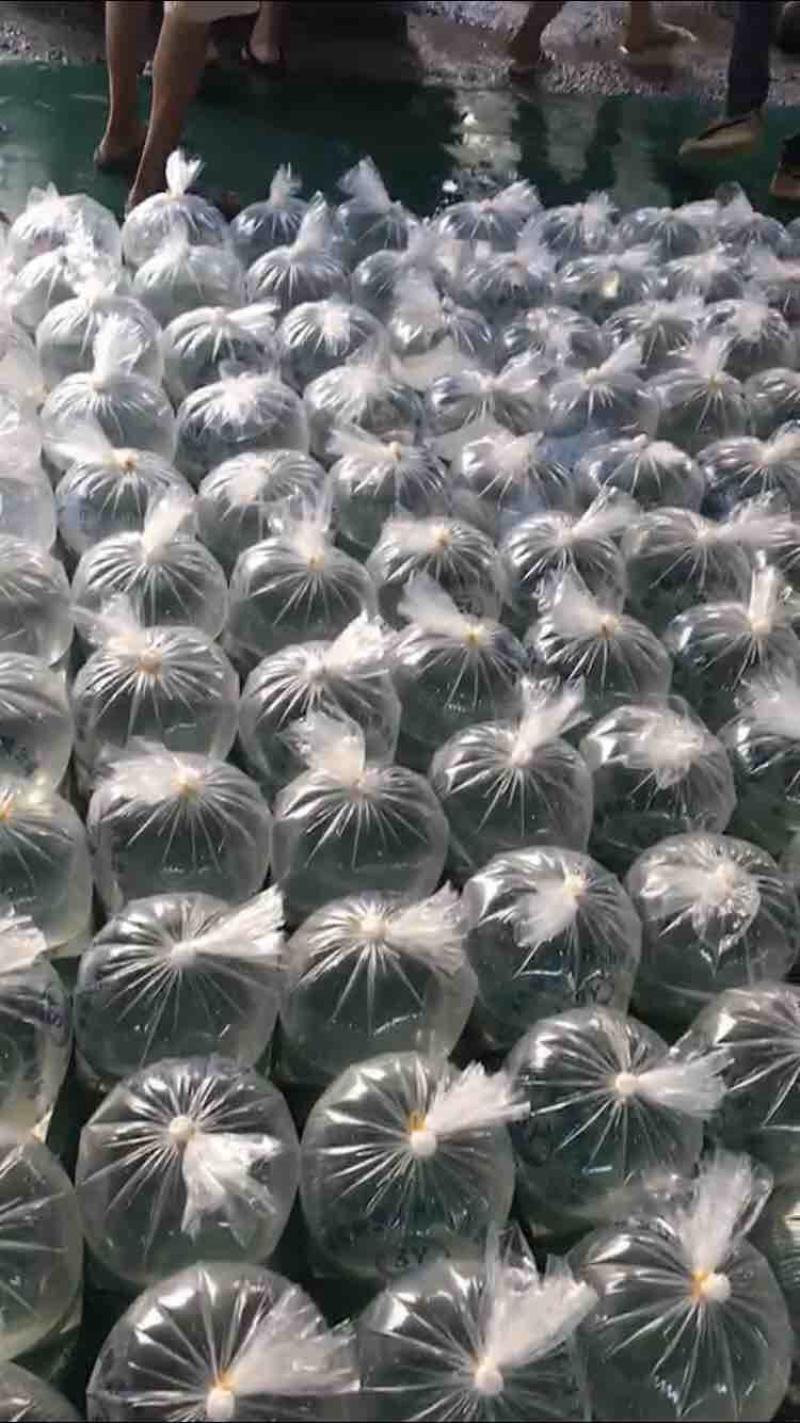 【基地直销全国送货】淡水鲳鱼苗量多从优