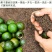 青皮新会小青柑普洱茶陈皮宫廷普洱柑普茶橘子茶桔普茶包邮