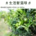 青皮新会小青柑普洱茶陈皮宫廷普洱柑普茶橘子茶桔普茶包邮