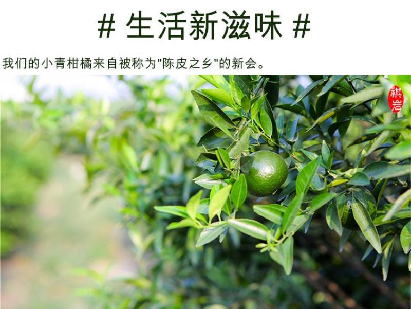 青皮新会小青柑普洱茶陈皮宫廷普洱柑普茶橘子茶桔普茶包邮