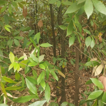 2～3公分青冈栎苗，4公分青冈栎价格，青冈栎基地